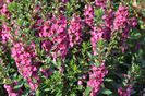 Angelonia_Archangel_RaspImp_cls
