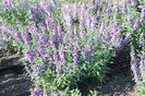 Angelonia_Serena_Blue_plnt