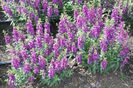 Angelonia_Serenita_Purple