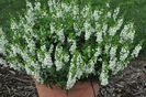 Angelonia_Serenita_White