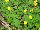 Arachis-pintoi-Perennial-Peanut4-1024x768