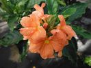 Crossandra-infundibiliformisFirecracker-Shrub2-1024x768
