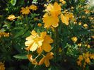 Crossandra-infundibuliformisFirecracker-Plant1-1024x768