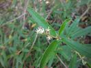 Croton-linearisPineland-Croton-2-1024x768