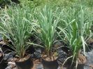 Cymbopogon-citratusLemon-Grass-1024x768