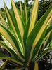Furcraea-foetidaMauritius-Hemp-005-768x1024