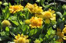 Gaillardia_ArizonaApricot