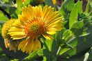 Gaillardia_ArizonaApricot_cls