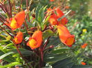 Gloxinia-sylvatica-SunsetSunset-Gloxinia2