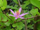 Grewia-occidentalis-Lavender-Star-Flower-1024x768