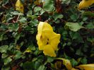 Impatiens-repensGolden-Dragon-Impatiens1-1024x768