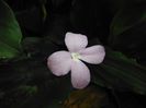 Kaempferia-pulchraPeacock-Ginger2-1024x768