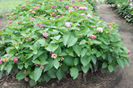 Lantana_Bandana_Cherry