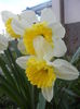 Narcissus Ice Follies (2014, March 20)
