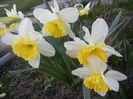 Narcissus Ice Follies (2014, March 20)