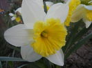 Narcissus Ice Follies (2014, March 20)