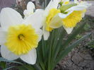 Narcissus Ice Follies (2014, March 20)