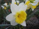 Narcissus Ice Follies (2014, March 20)