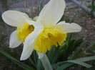 Narcissus Ice Follies (2014, March 20)