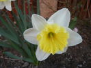 Narcissus Ice Follies (2014, March 21)