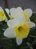 Narcissus Ice Follies (2014, March 21)
