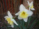 Narcissus Ice Follies (2014, March 21)
