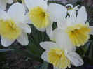 Narcissus Ice Follies (2014, March 22)