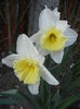 Narcissus Ice Follies (2014, March 22)