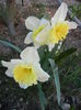 Narcissus Ice Follies (2014, March 22)