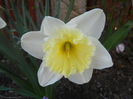 Narcissus Ice Follies (2014, March 23)