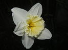 Narcissus Ice Follies (2014, March 23)
