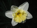 Narcissus Ice Follies (2014, March 23)