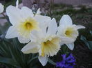 Narcissus Ice Follies (2014, March 23)