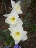 Narcissus Ice Follies (2014, March 25)