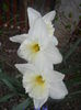 Narcissus Ice Follies (2014, March 26)