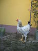 DSCF8399