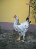 DSCF8400