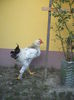 DSCF8401
