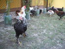 DSCF8419