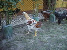 DSCF8420