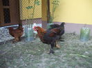 DSCF8445