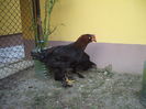 DSCF8496