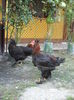 DSCF8516