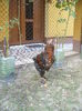 DSCF8545