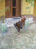 DSCF8546