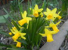 Narcissus Tete-a-Tete (2014, March 22)