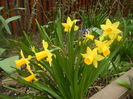 Narcissus Tete-a-Tete (2014, March 25)