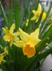 Narcissus Tete-a-Tete (2014, March 26)