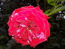 deep impression