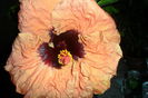 SAM_2182